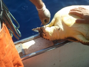 Tartaruga catturata da un palangaro: operazione di slamatura