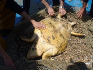 Turtle caught in a codend of a bottom trawl