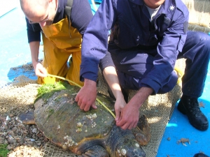 Observation and measurements of a turtle Caretta caretta catched with a bottom trawl net