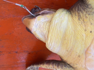Turtle caught in a longline