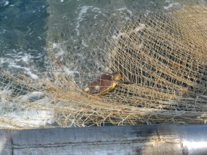 Tartaruga catturata da una rete volante